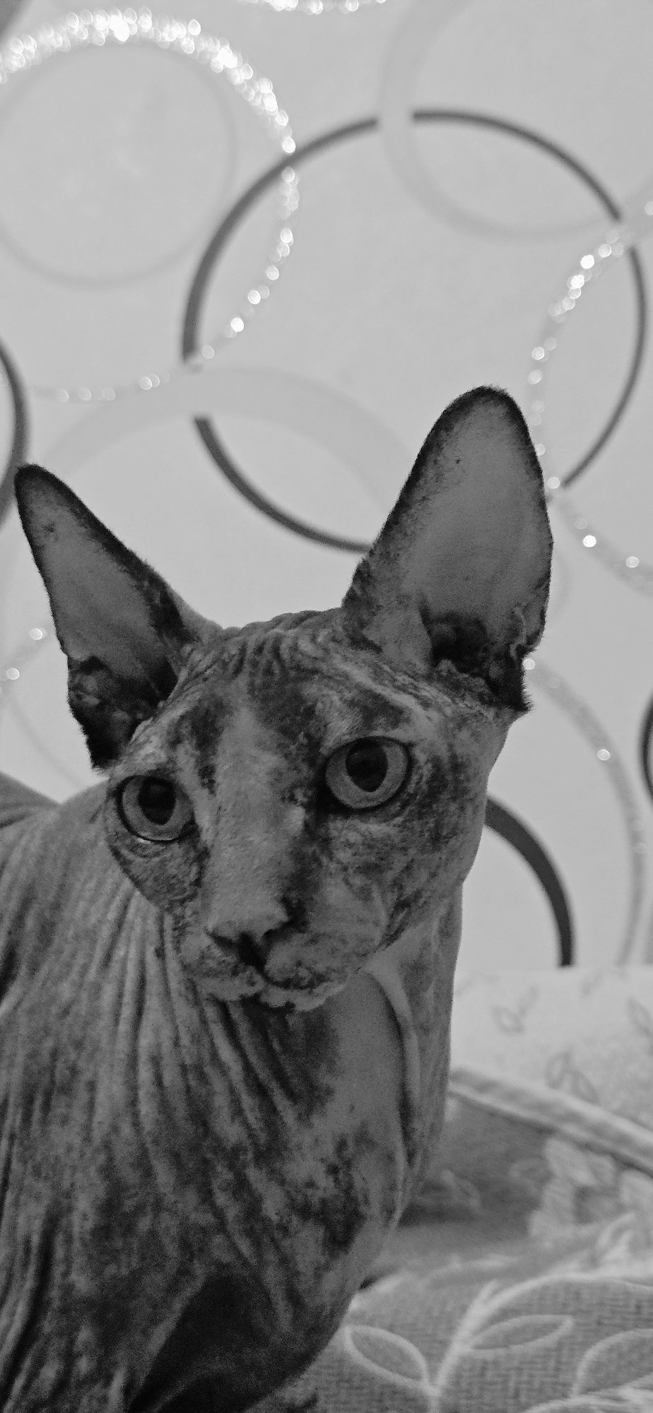 Sphynx and street cats doing their thing in Baku