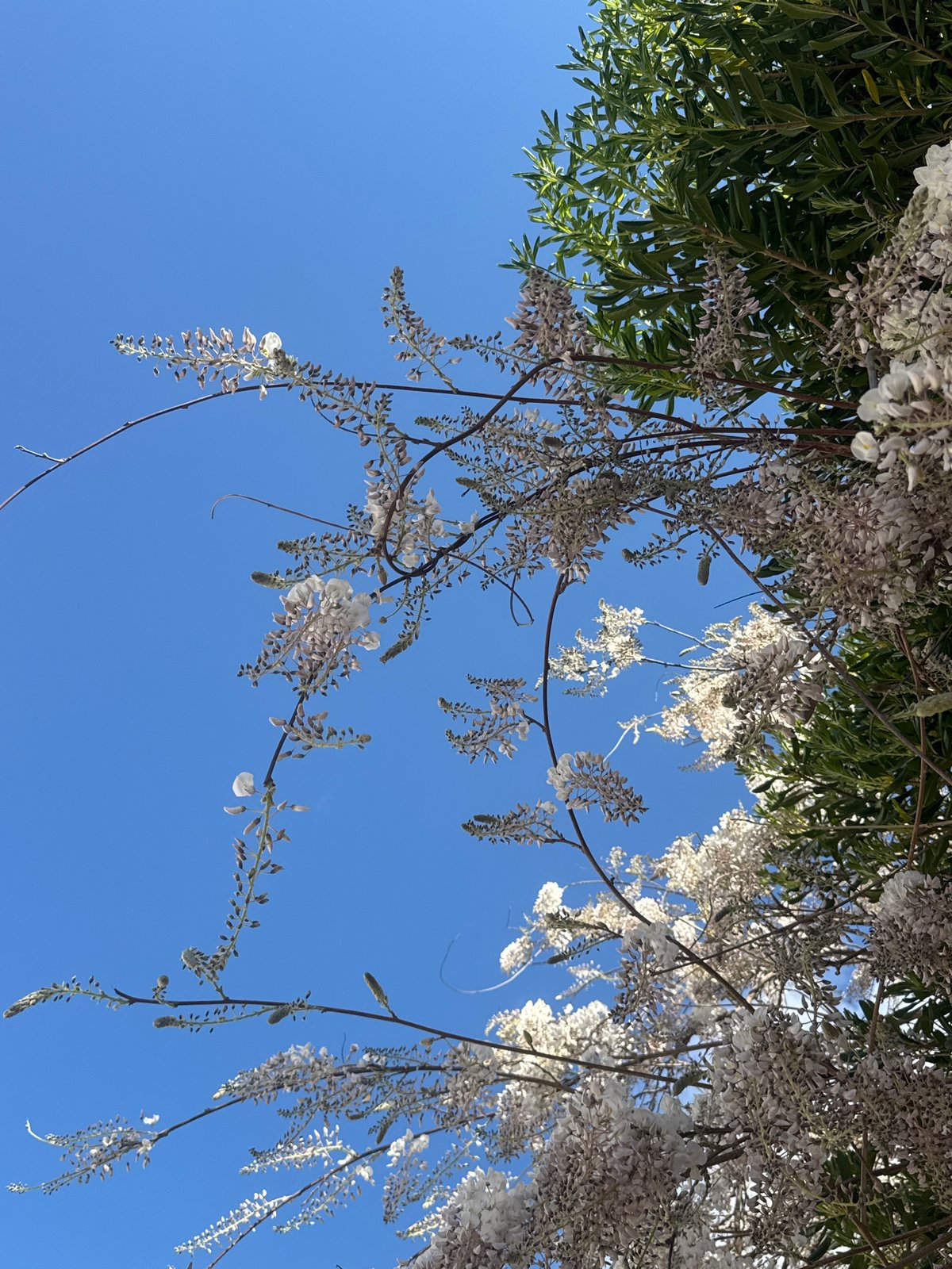 White wisteria blooms captured in clear skies over Šušanj