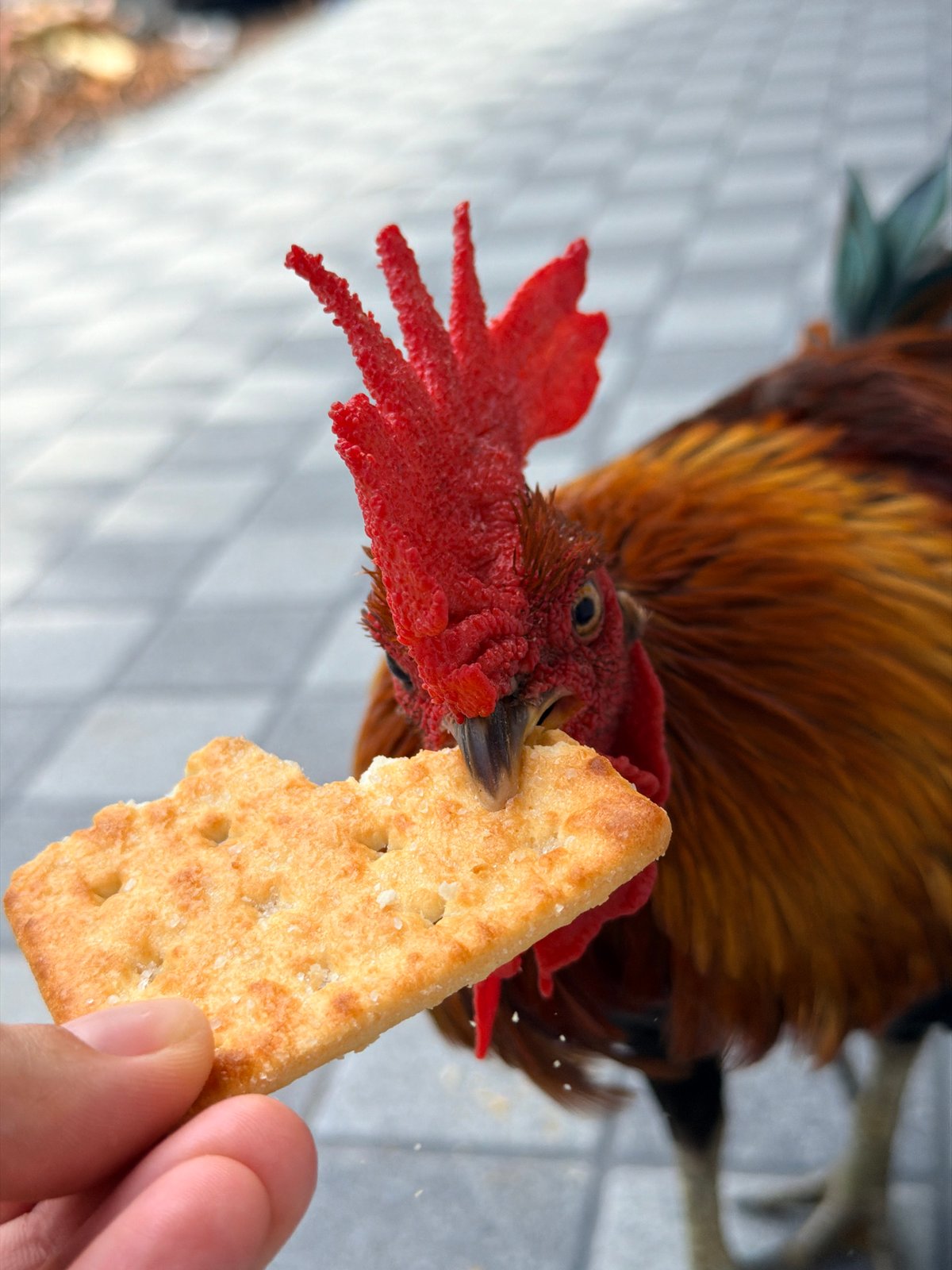 Hand-feeding a rooster in Ko Samui