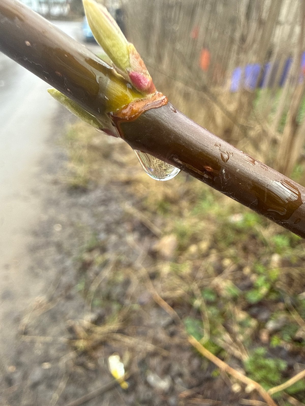 Spring morning captured with emerging buds and Yorkshire Terrier