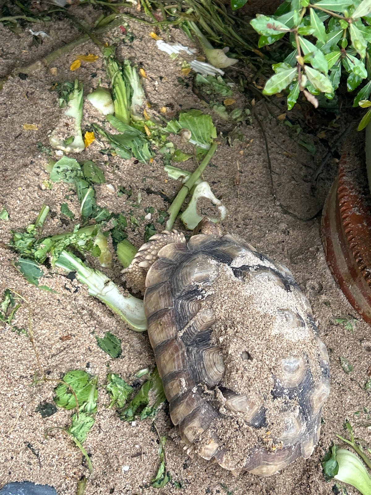 Open-air hangout in Ratsada with tortoises, birds, and overcast skies