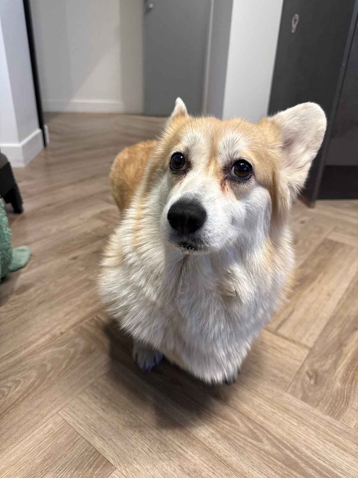 Corgi photographed on wooden floor in Krasnoyarsk home