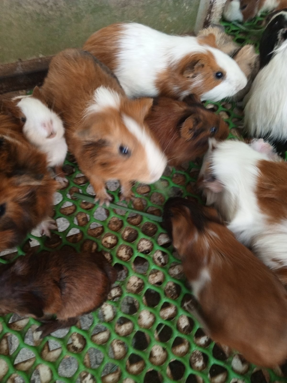 Animal sanctuary visit documented in Phước Hải, Vietnam