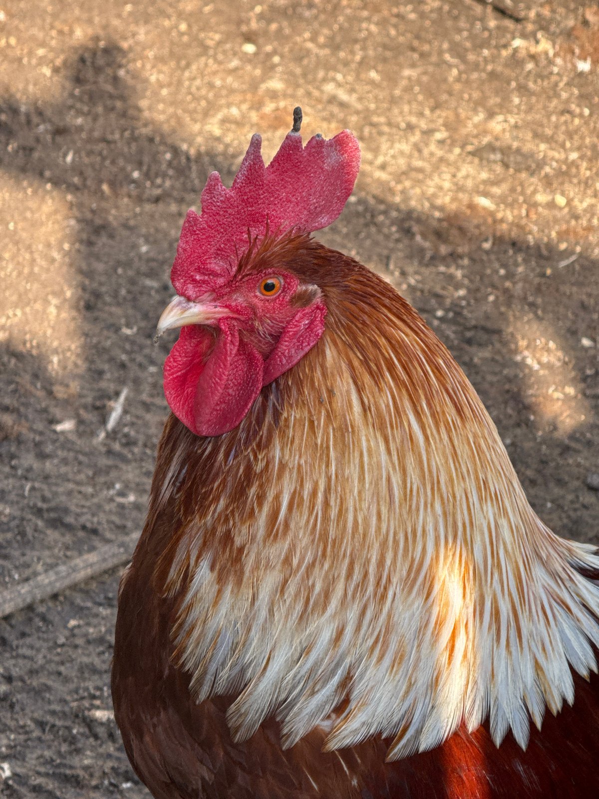 Domestic animals spotted in Chaikovsky farmyard and park