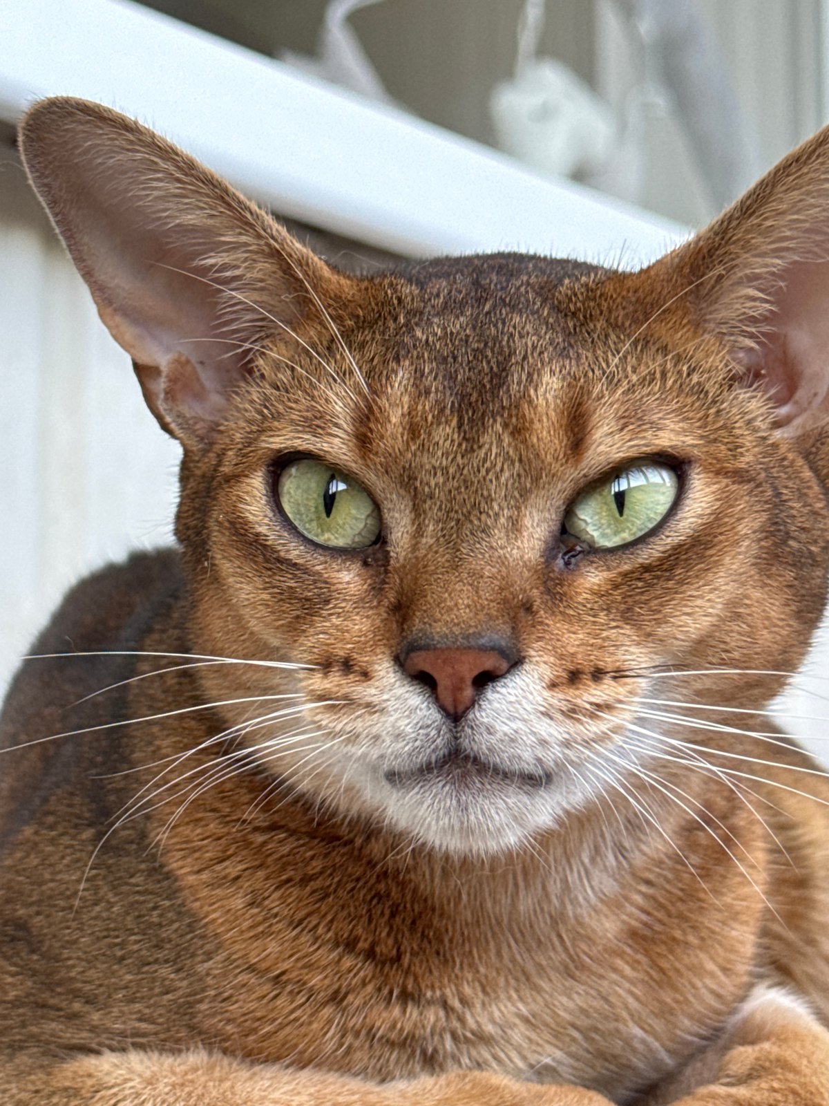 Abyssinian cat at home in Noviy, Russia
