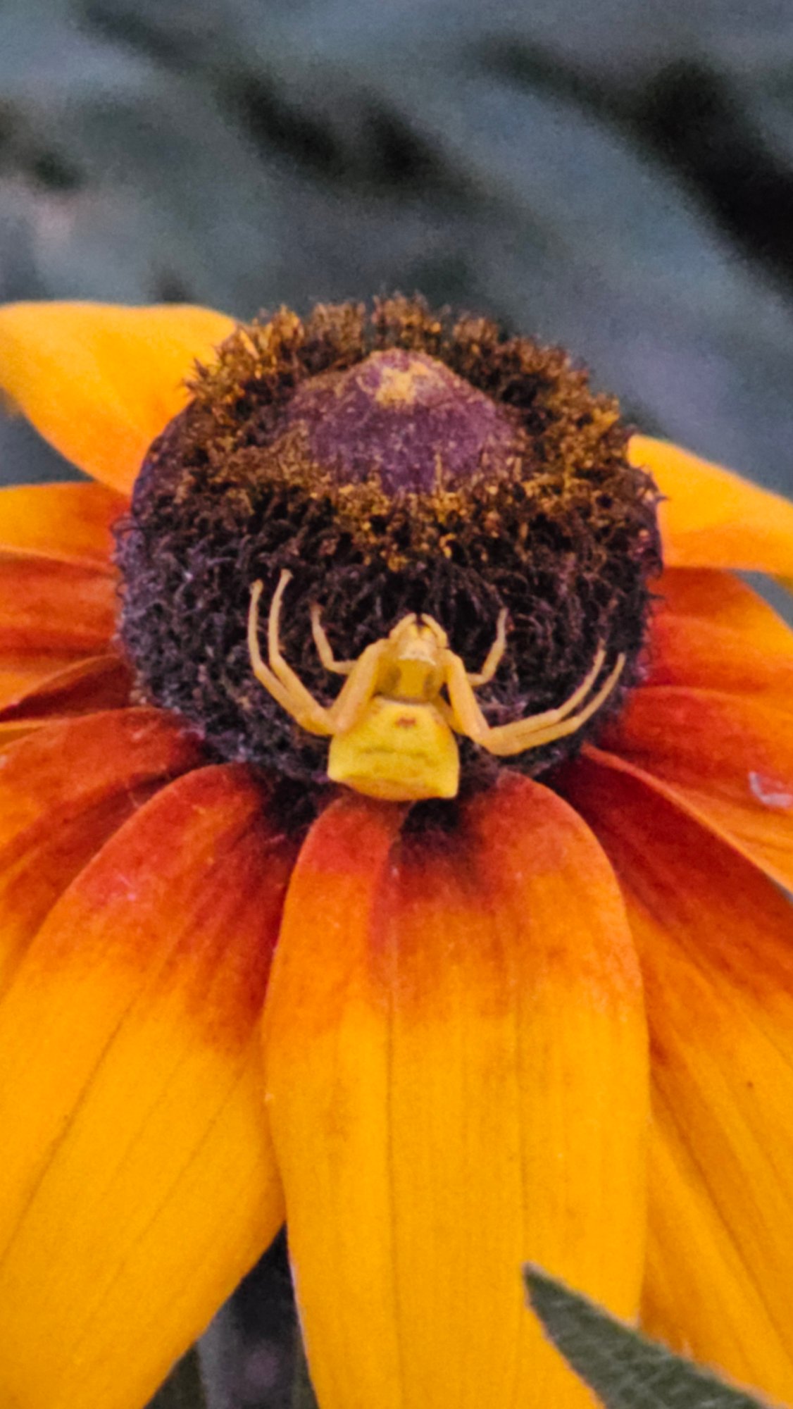 Yellow crab spider resting on a vibrant flower in Kazakhstan