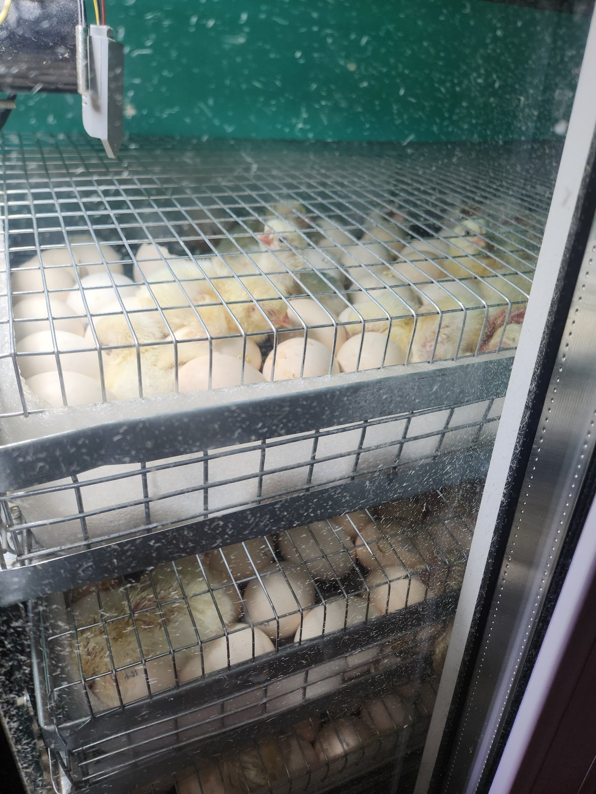 Dawn chick hatching operations documented at Russian poultry farm