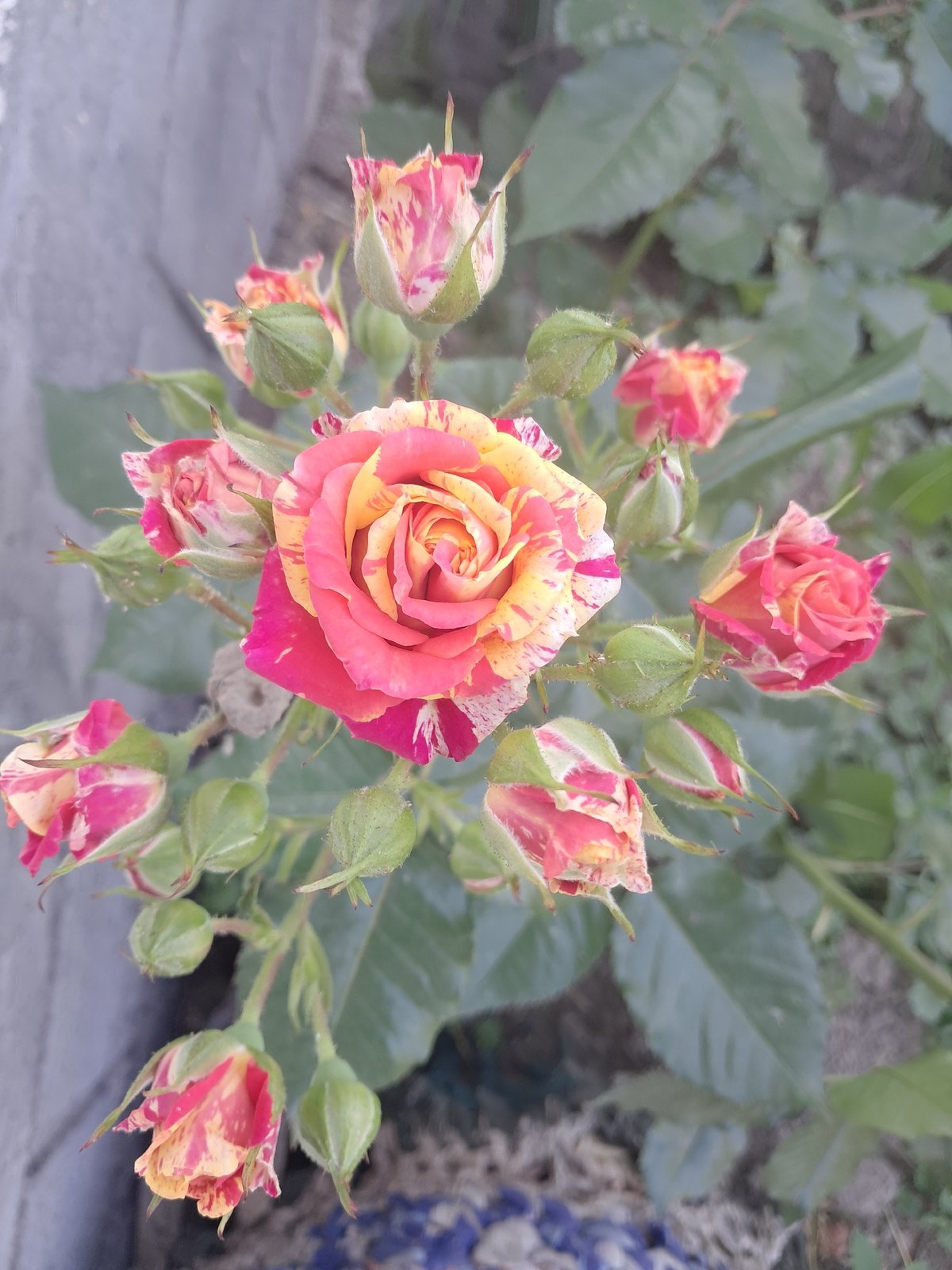 Lazy afternoon with a tabby cat, striped roses, and a dog