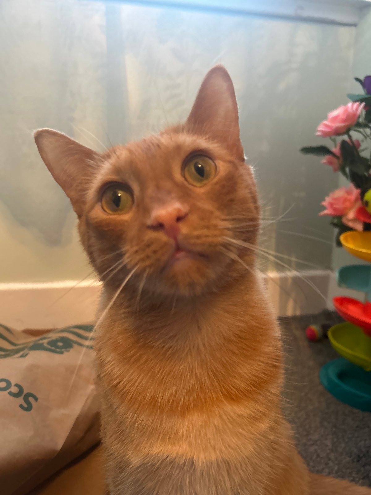 Orange tabby cat photographed near flowers in Glasgow window