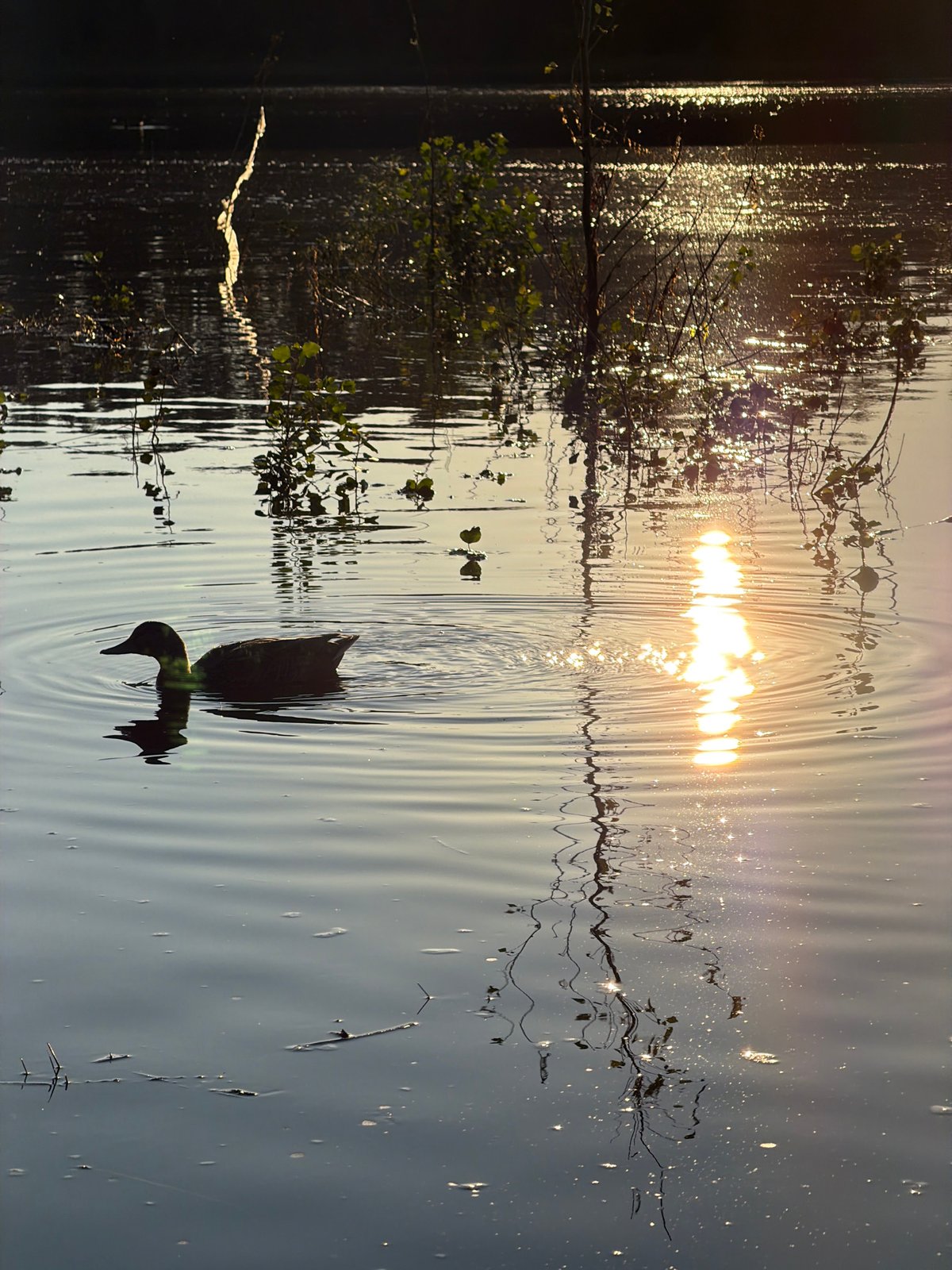 Lazy summer afternoon on the Kama River, ducks and swimmers sharing the water.