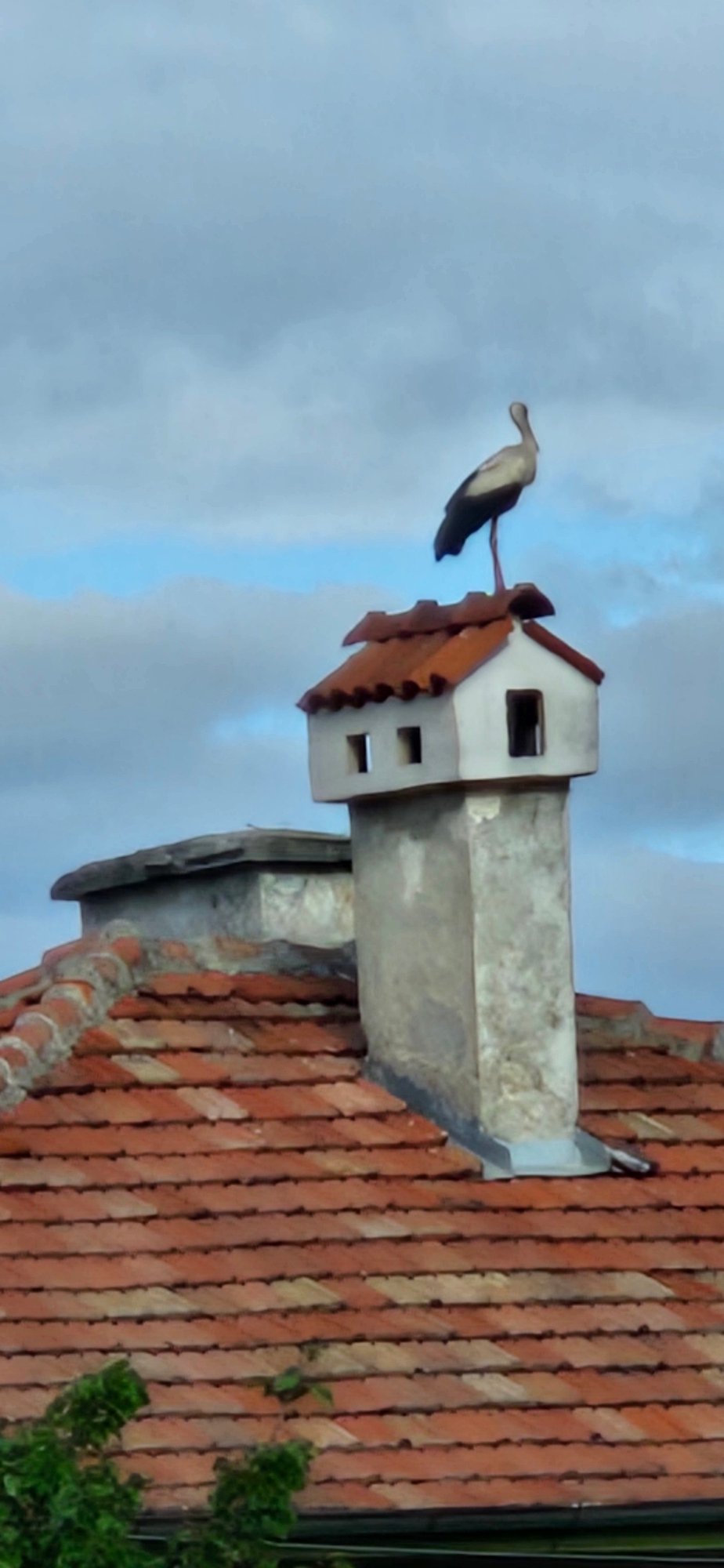 Stork spotted on chimney in Blagoevgrad, Bulgaria