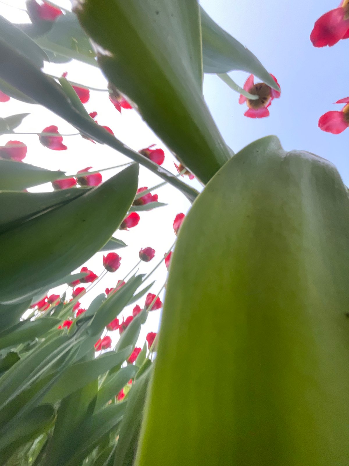 Moscow resident documents upward view of flowering plant