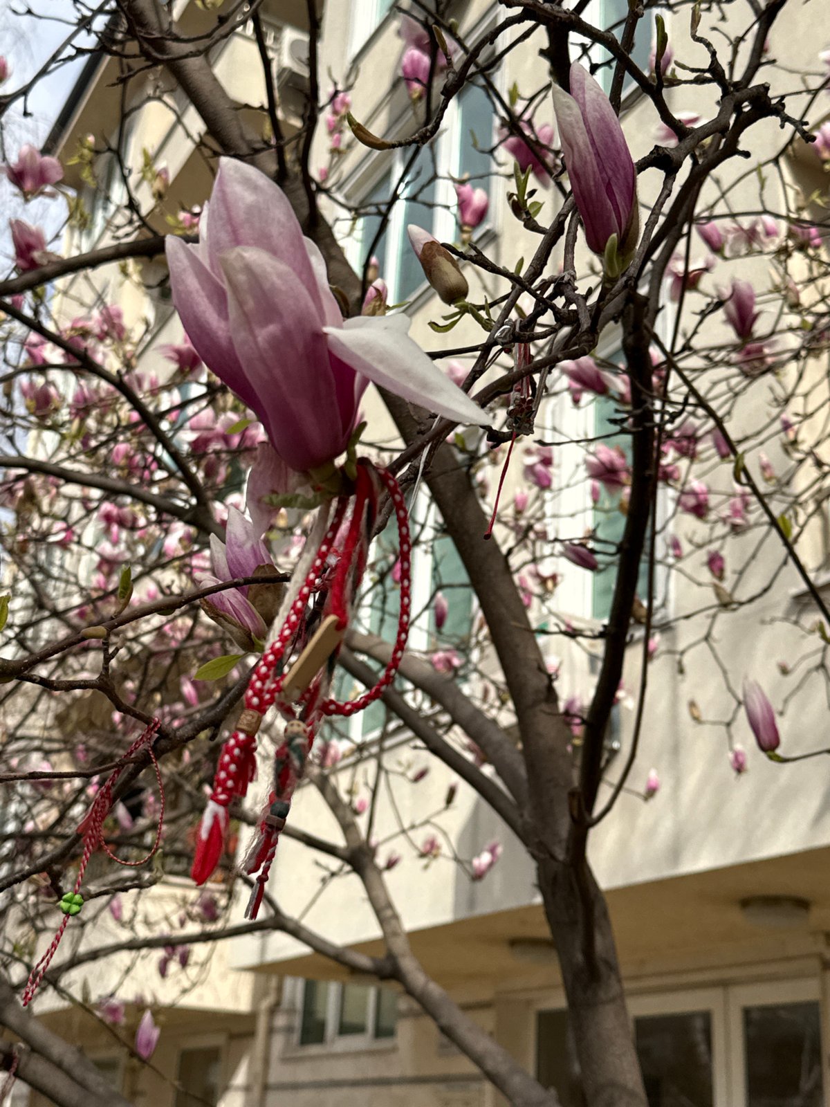 Blooming magnolia tree decorated with traditional Bulgarian martenitsi in Sofia