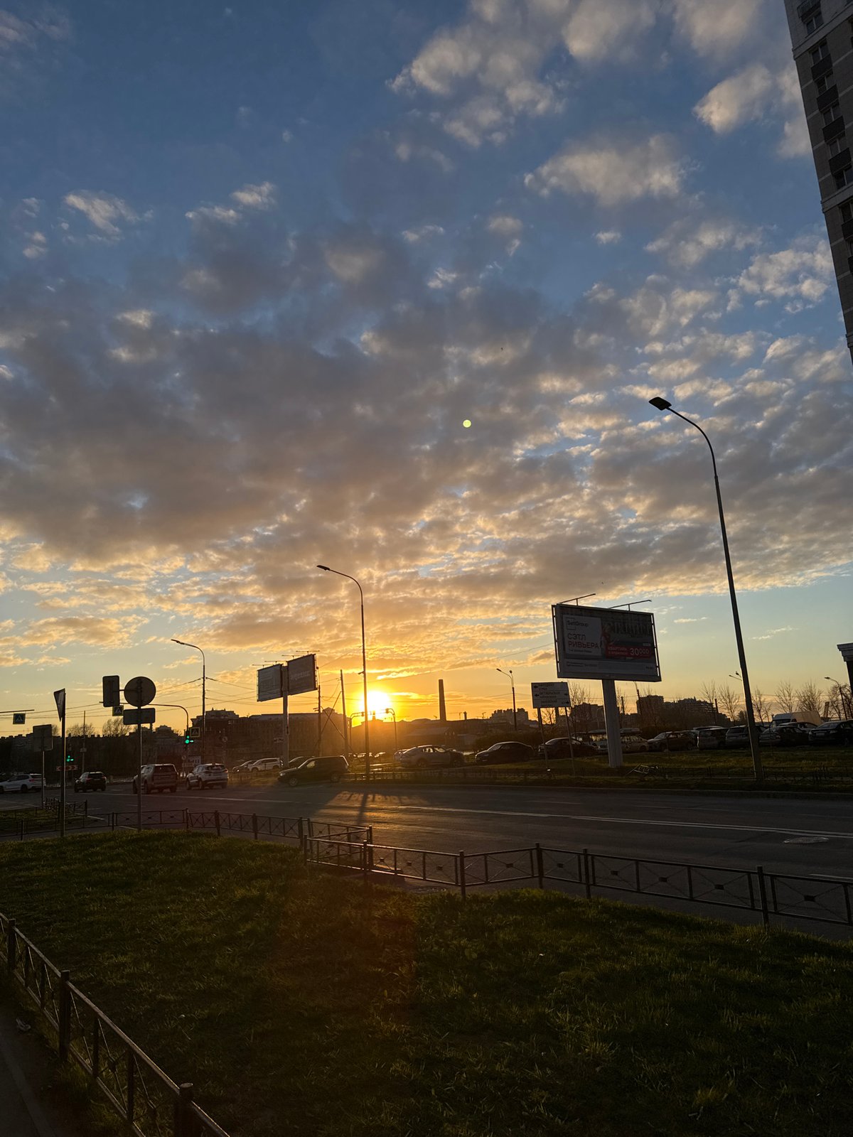 Spring forsythia blooms documented during sunset in Saint Petersburg