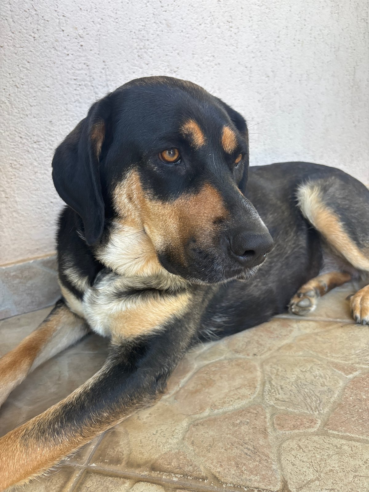Dog resting on a Podgorica patio beside blooming zinnias