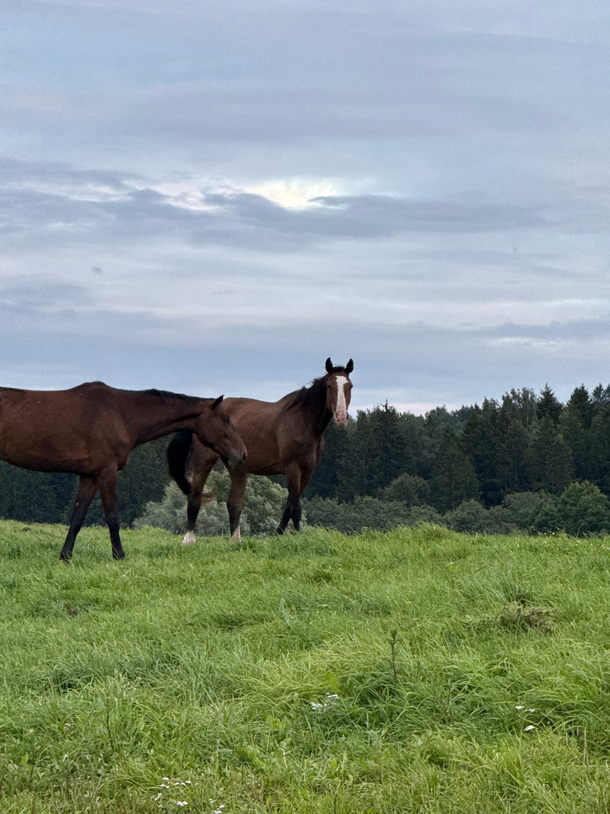 Horses roaming a cloudy afternoon field in rural Lithuania