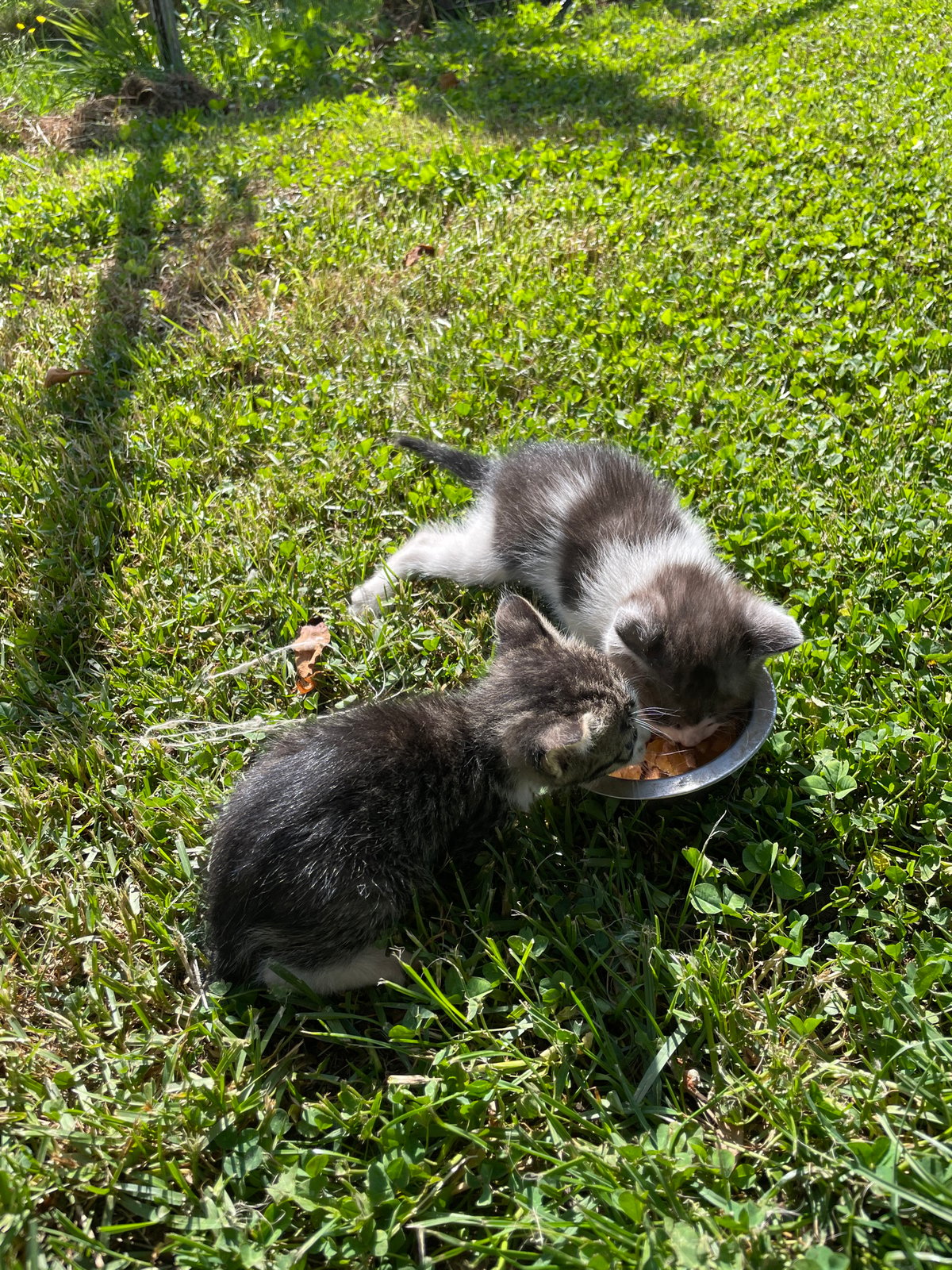 Kittens share outdoor meal in sunny Danilovgrad, Montenegro