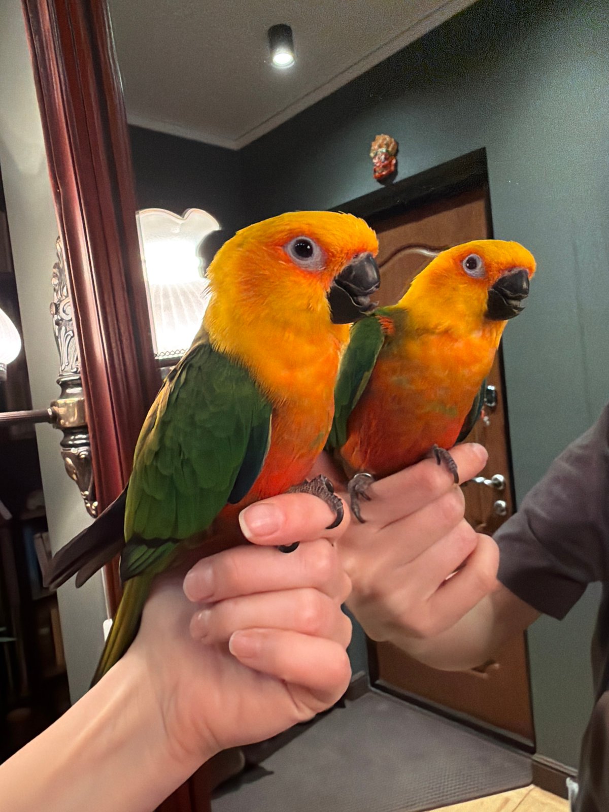Sun conure parrots handled by person in Khimki