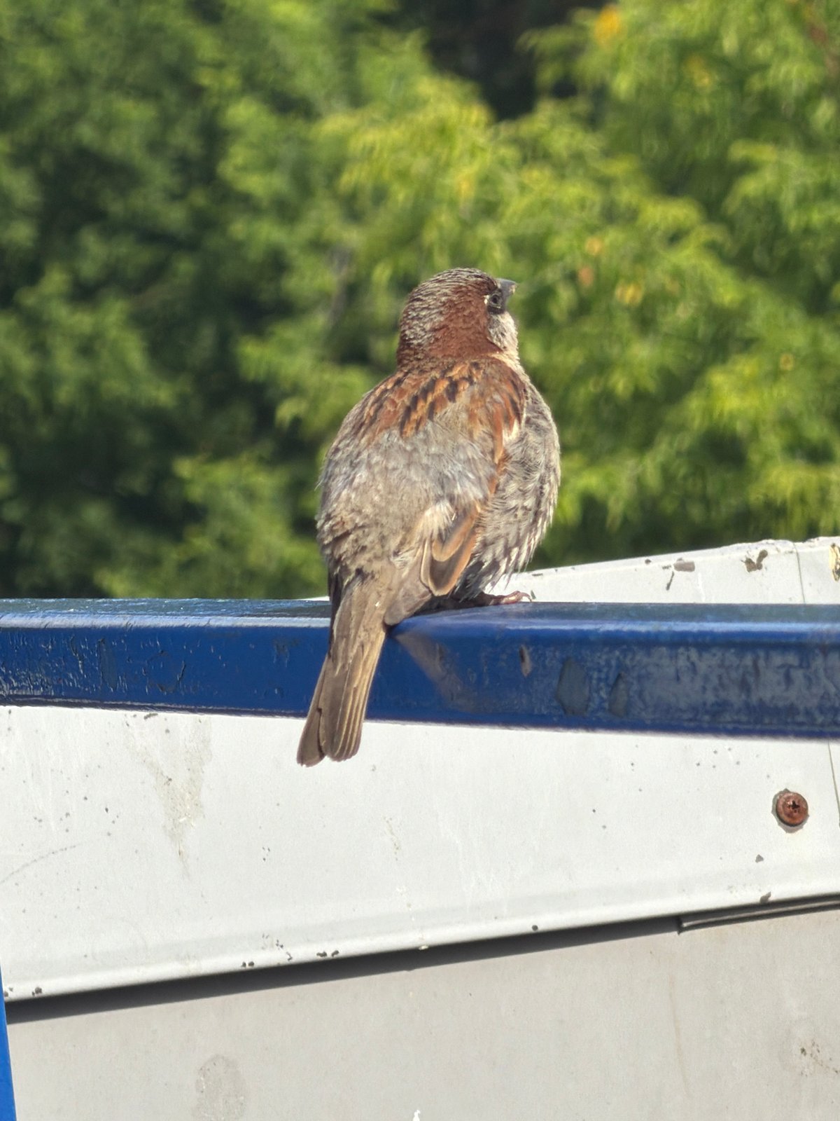 Sparrow on a blue railing in Chaikovsky, Russia