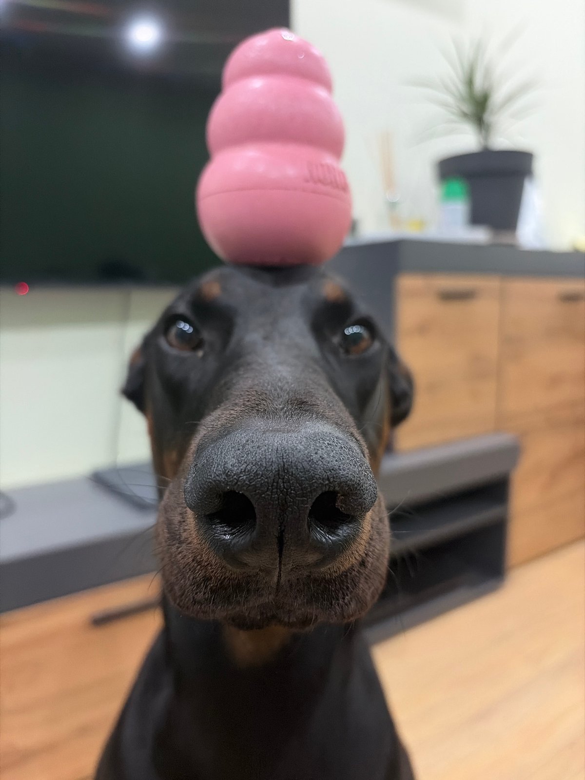 Doberman photographed relaxing indoors in Sofia home