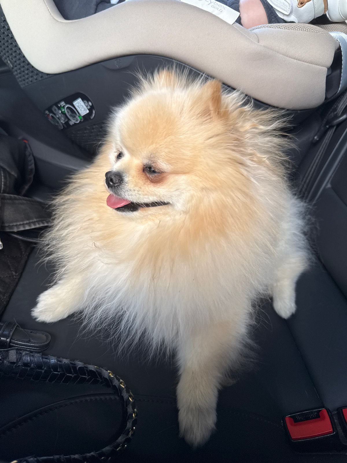 Pomeranian dog rests comfortably in car back seat in Möglingen