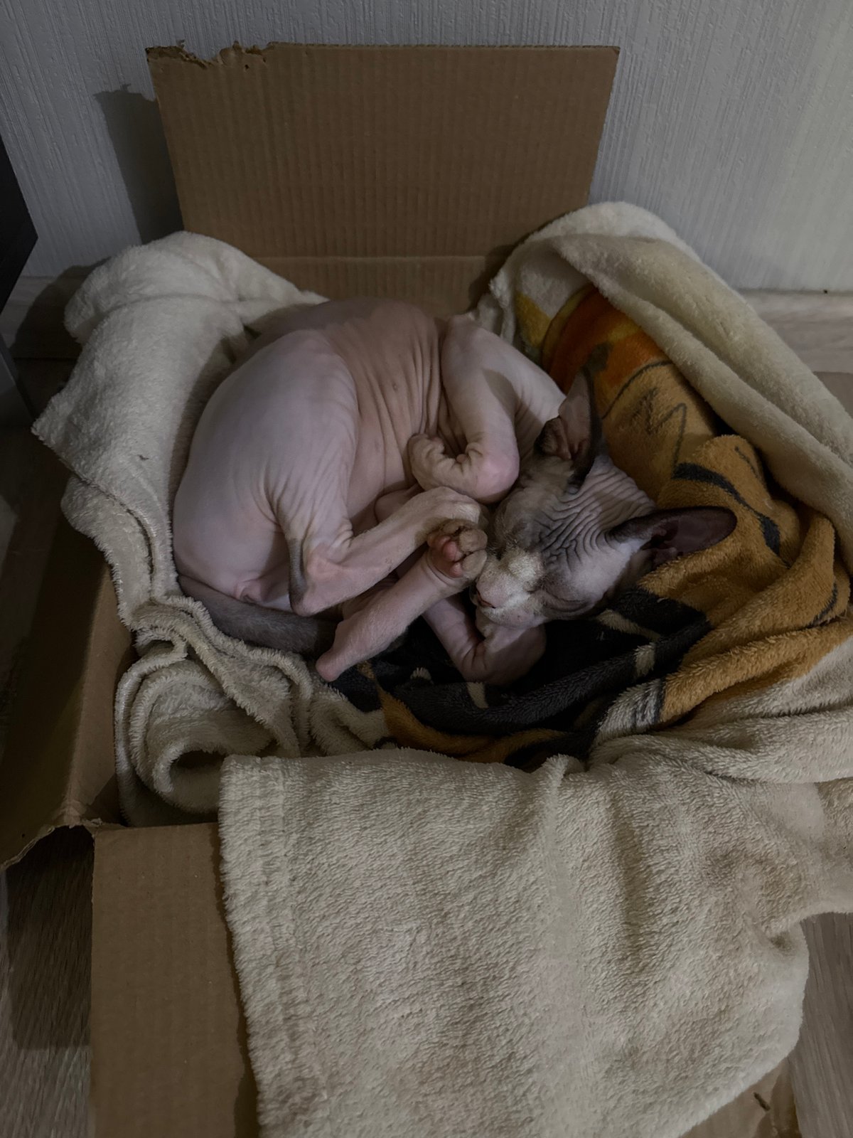 Sphynx cat sleeps peacefully in blanket-lined cardboard box