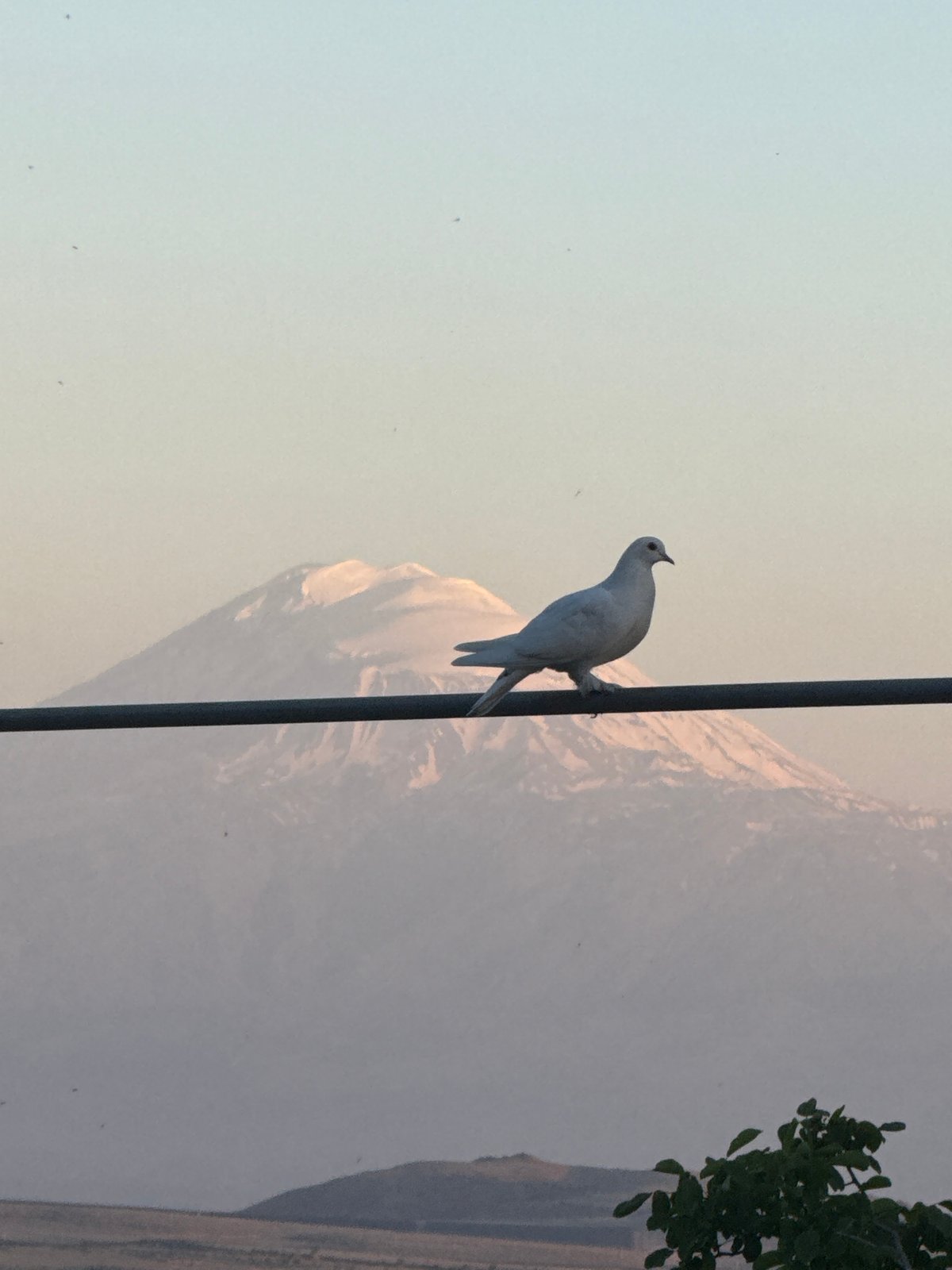 Birds on wires, a flower-decorated Mercedes, and a Spain 2026 moment