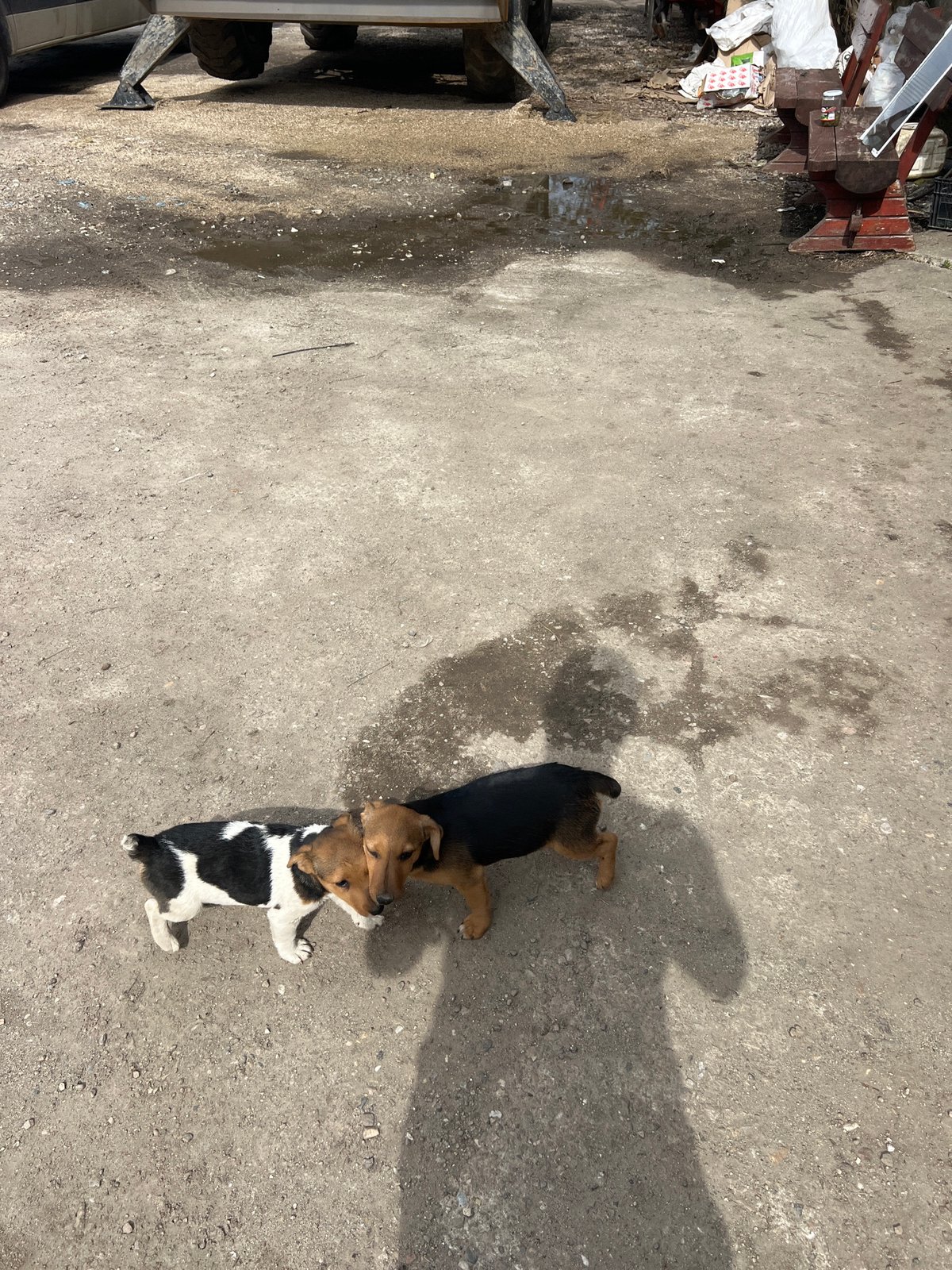 Three dogs rest together on concrete in Sadovo, Bulgaria
