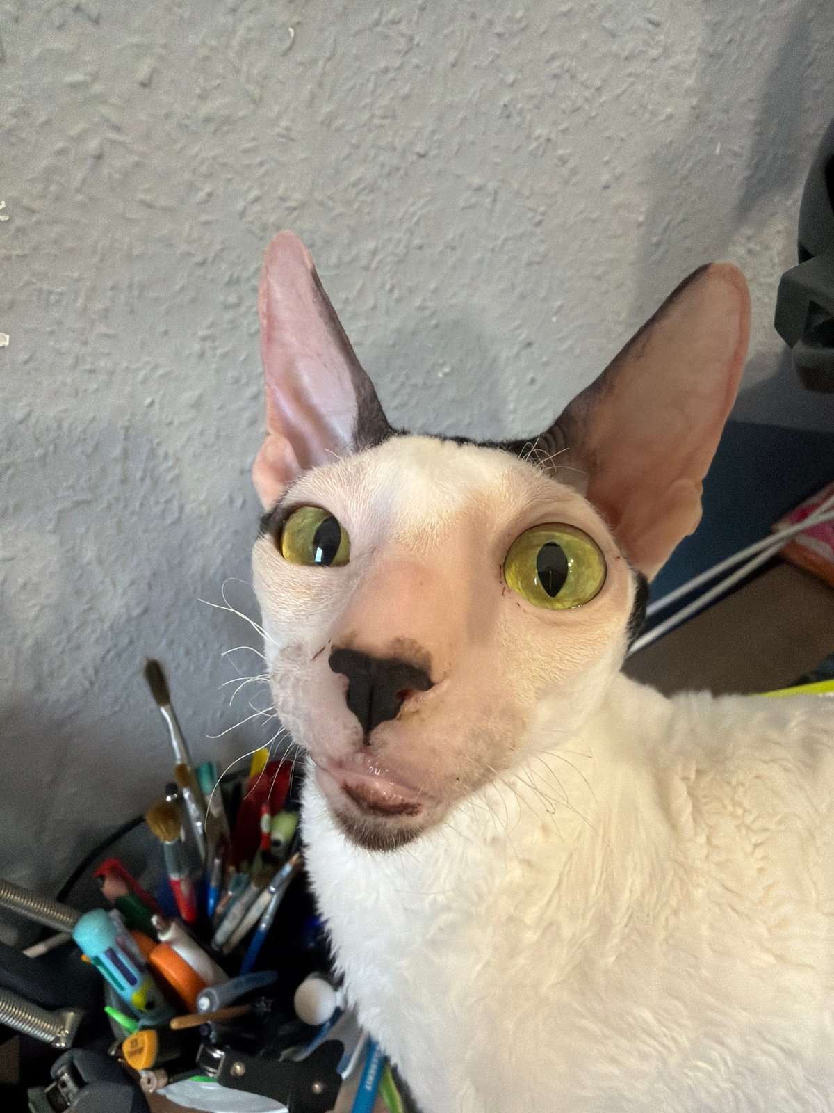 Two Cornish Rex cats photographed in Yekaterinburg