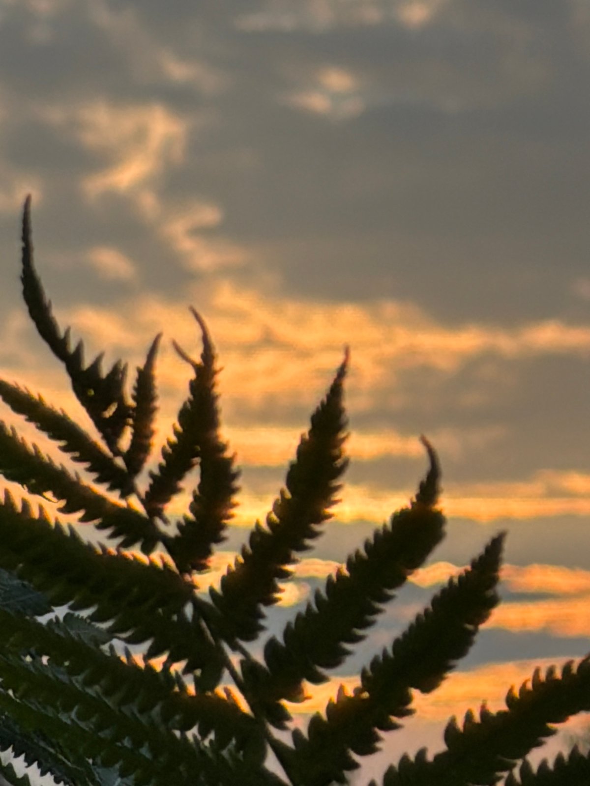 Golden hour in Фоки: sunset skies and ferns up close