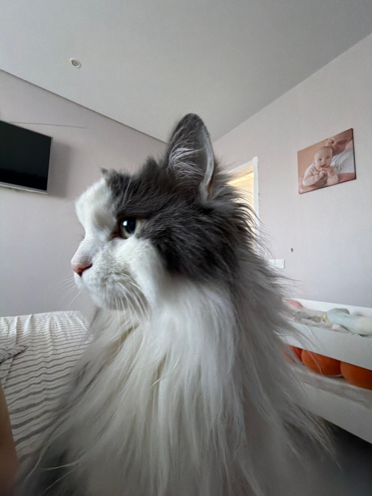 Cat photographed in bedroom poses in Chaikovsky, Russia
