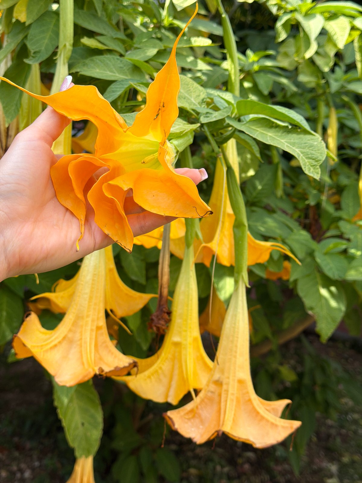 Spring flowers and pet documented in coastal Montenegro