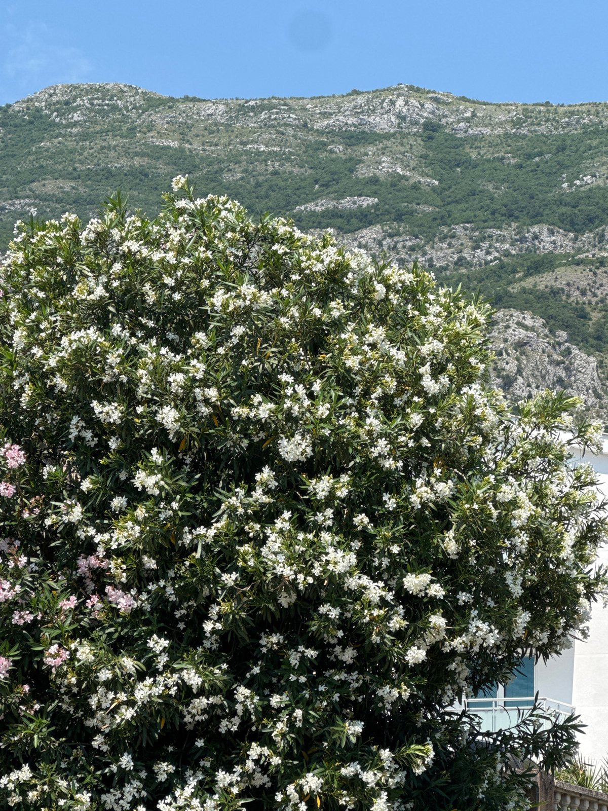 Oleander blooms documented across Sutomore, Montenegro during morning hours
