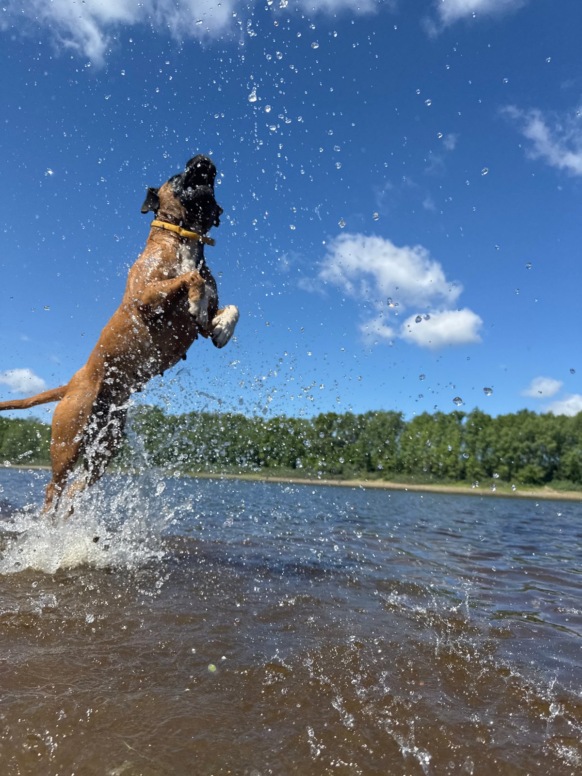 Boxer dog leaps from Kama River in Russia