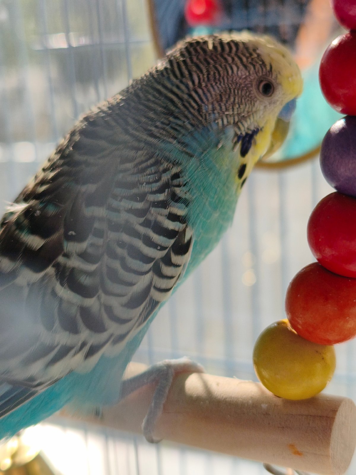 Budgie in a cage, Chaikovsky — multiple angles