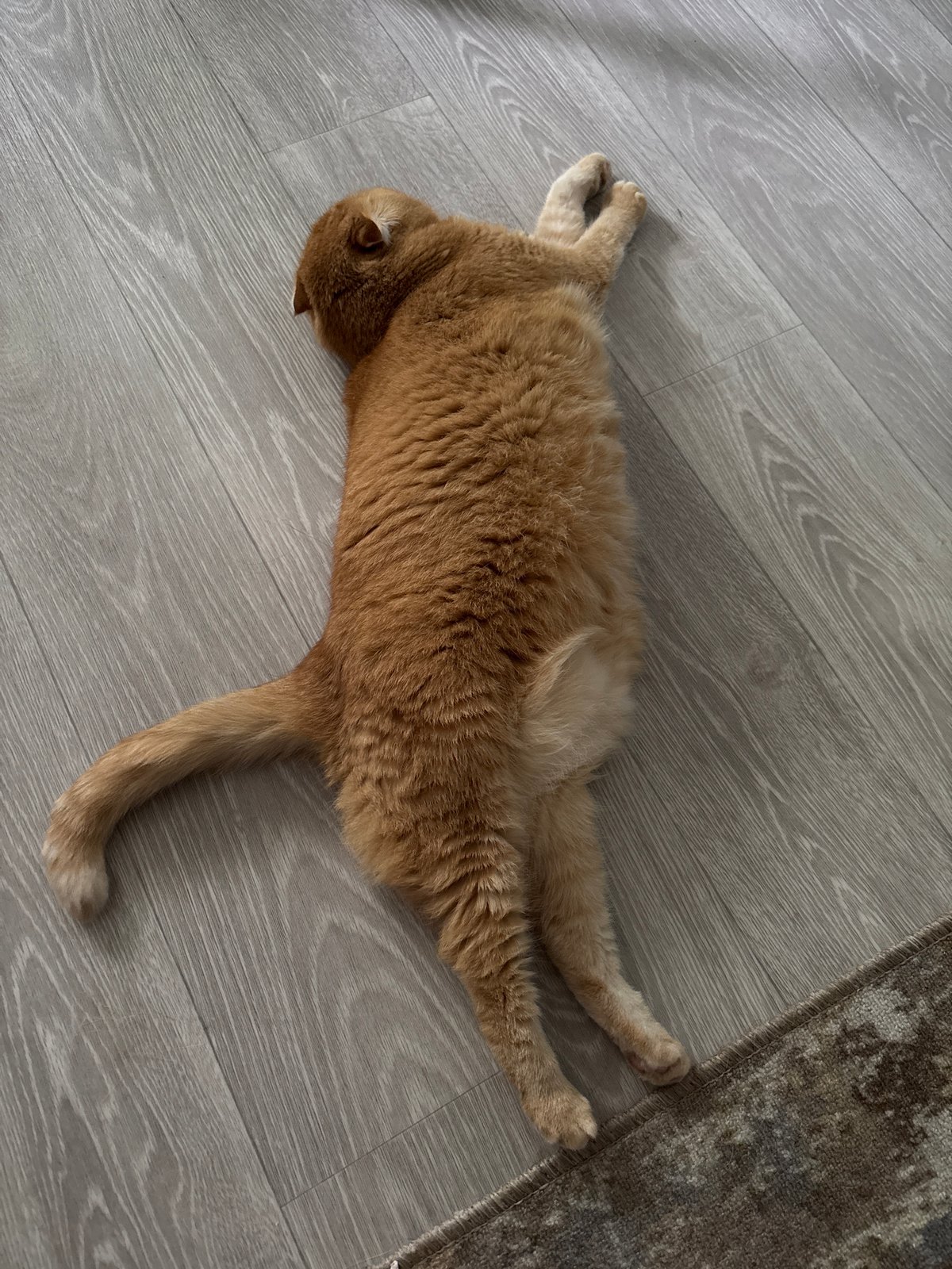 Fluffy Scottish Fold cat lounges through a relaxed morning at home