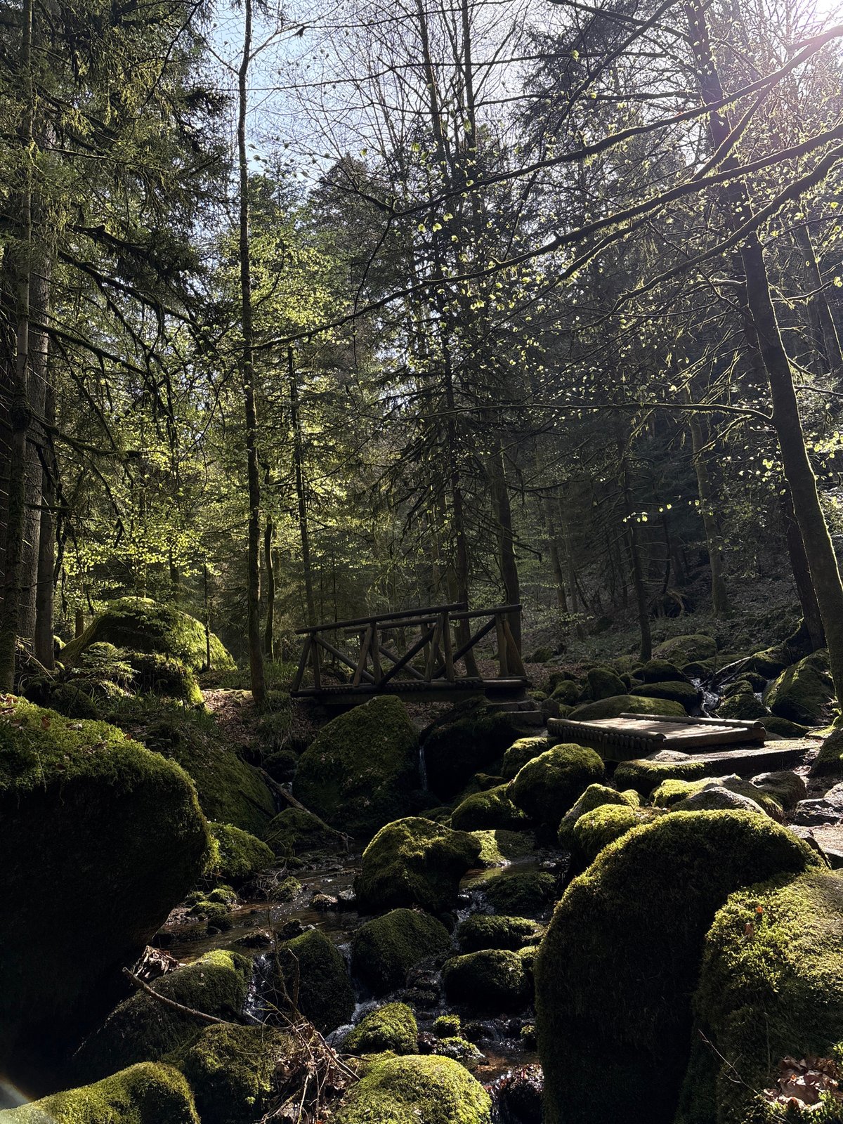 Forest stream with moss-covered rocks documented in Bühlertal, Germany
