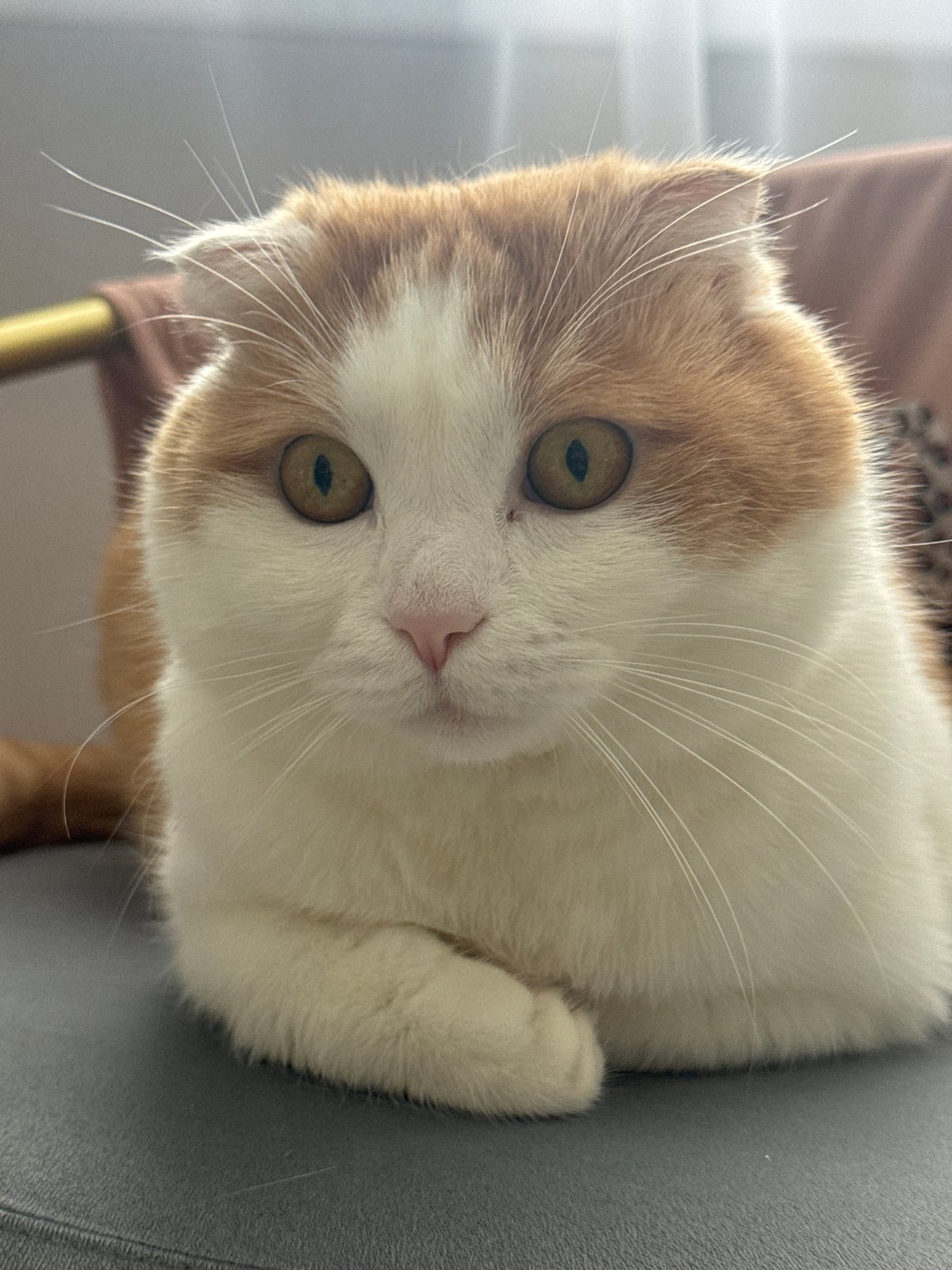 Domestic life documented in Saratov: cat, sewing, deteriorating house