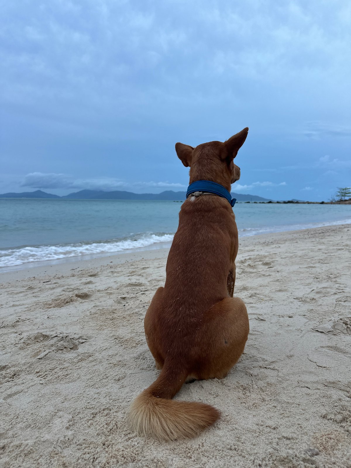 Dog and beachgoers pause at the Ko Samui shoreline