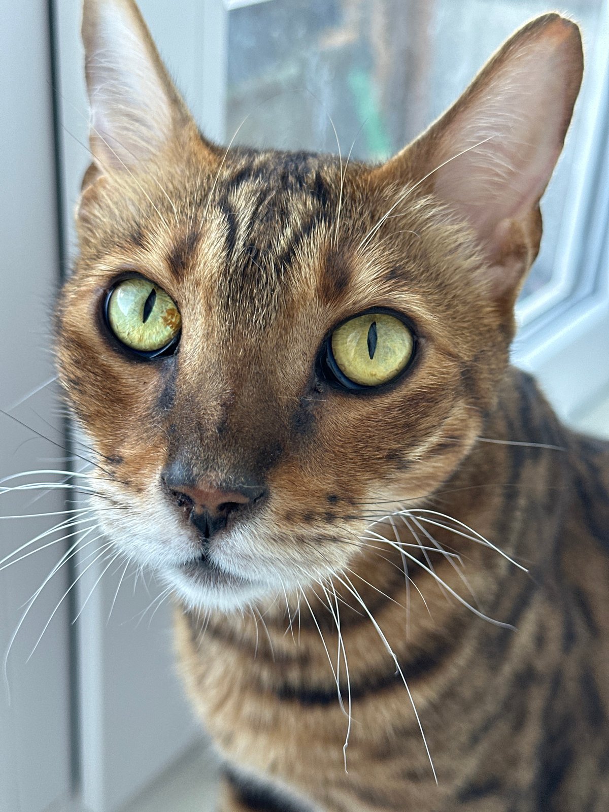 Bengal and tabby cats photographed up close at home in Energetik