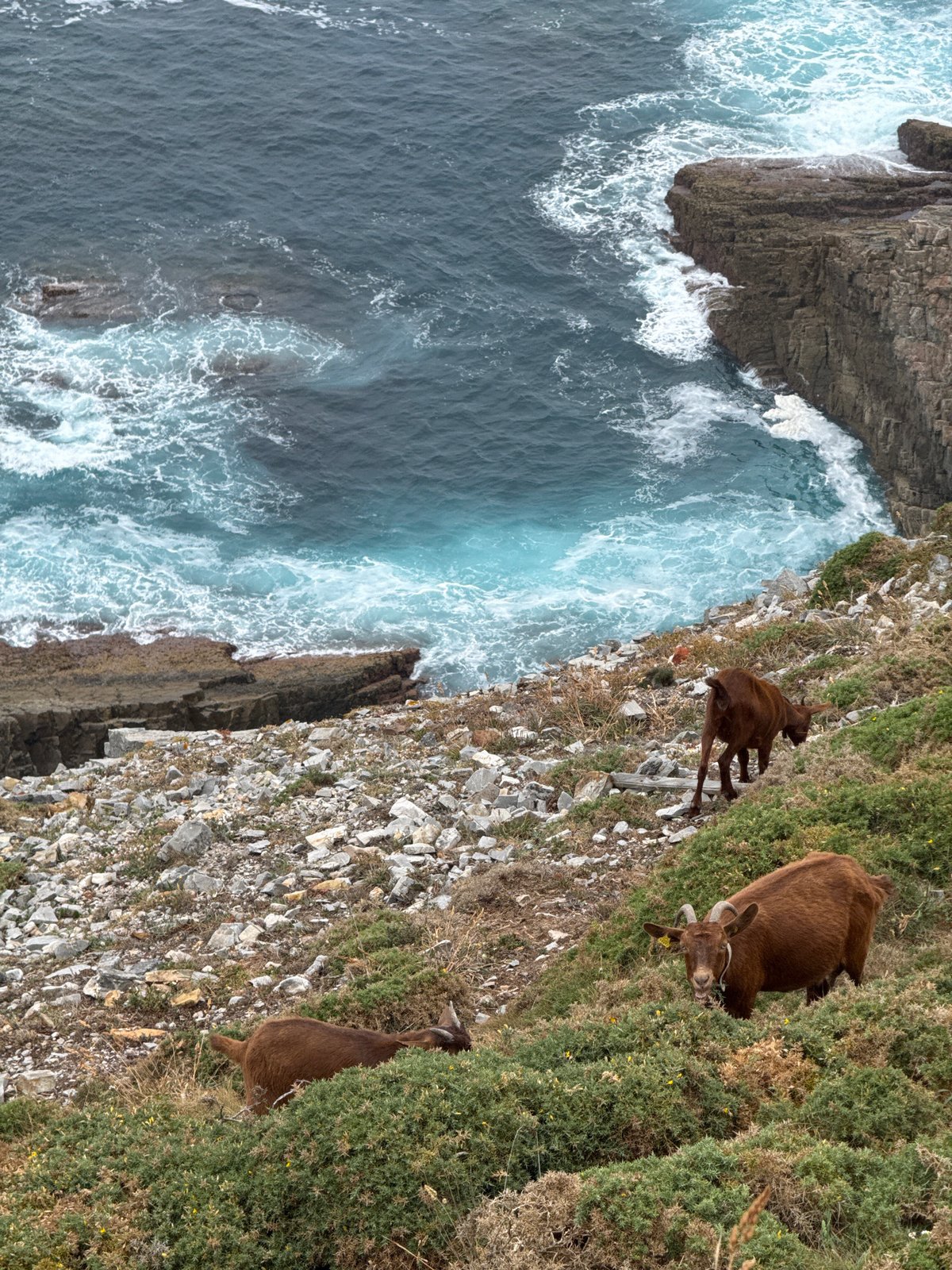 Goats graze Asturian cliffs above a turbulent Atlantic coast