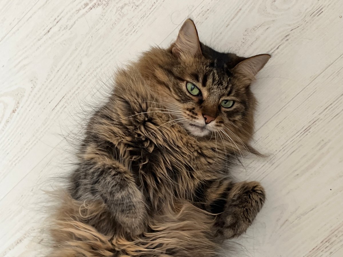 Tabby cat's lazy morning on floors and blankets in Belarus