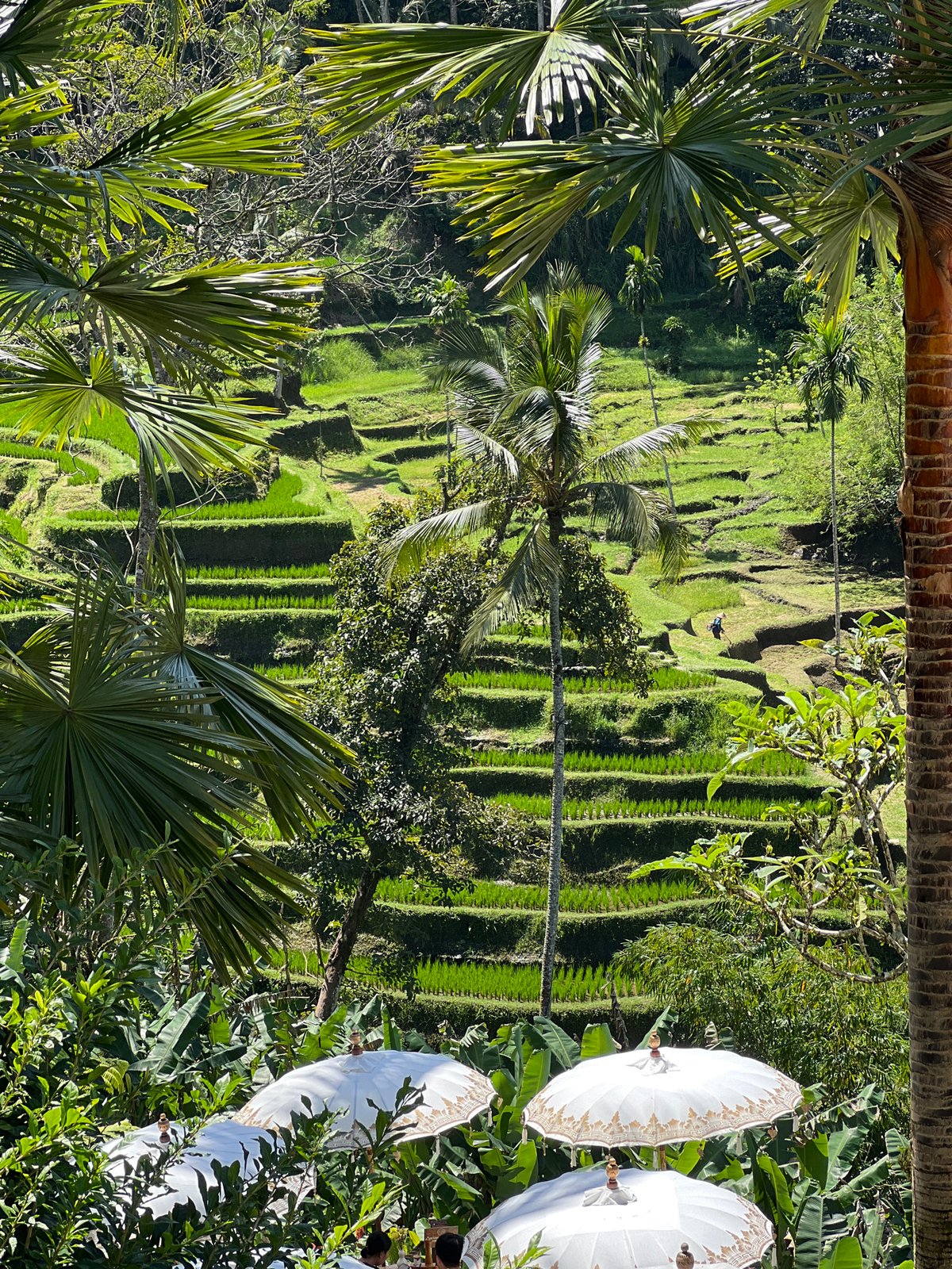 Tourist documents Tegallalang Rice Terraces during morning visit