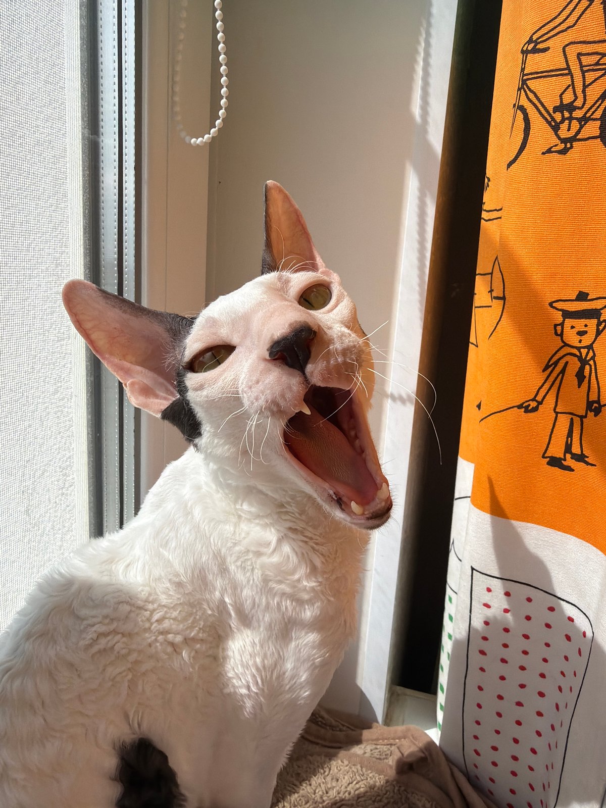 Cornish Rex cat's lazy morning window hangout