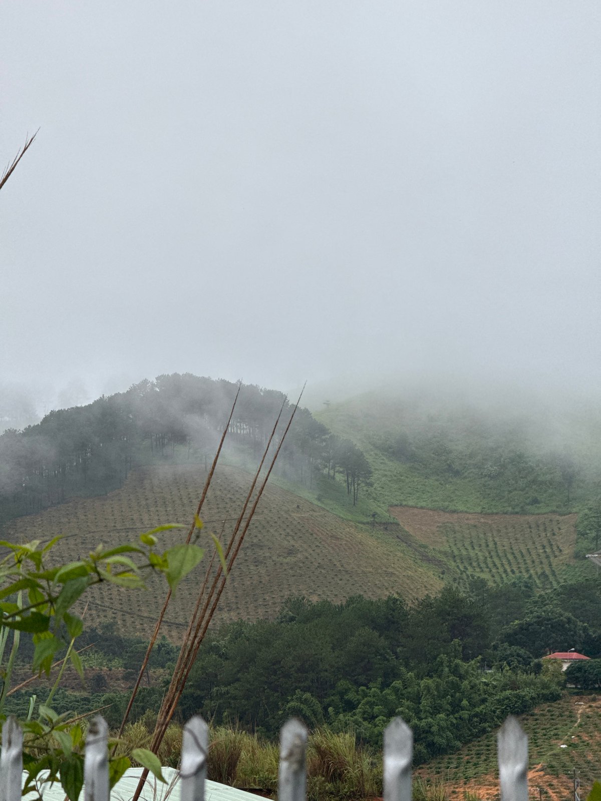 Foggy morning at Bo Y: cows, trucks, and border infrastructure