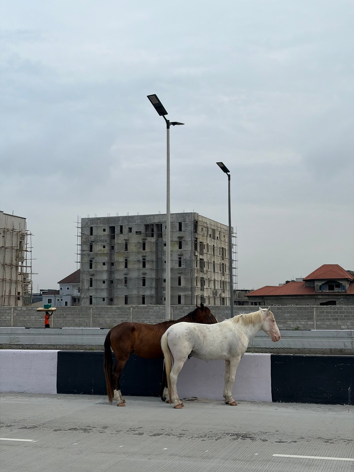 Horses and a dove on the streets of Igboefon