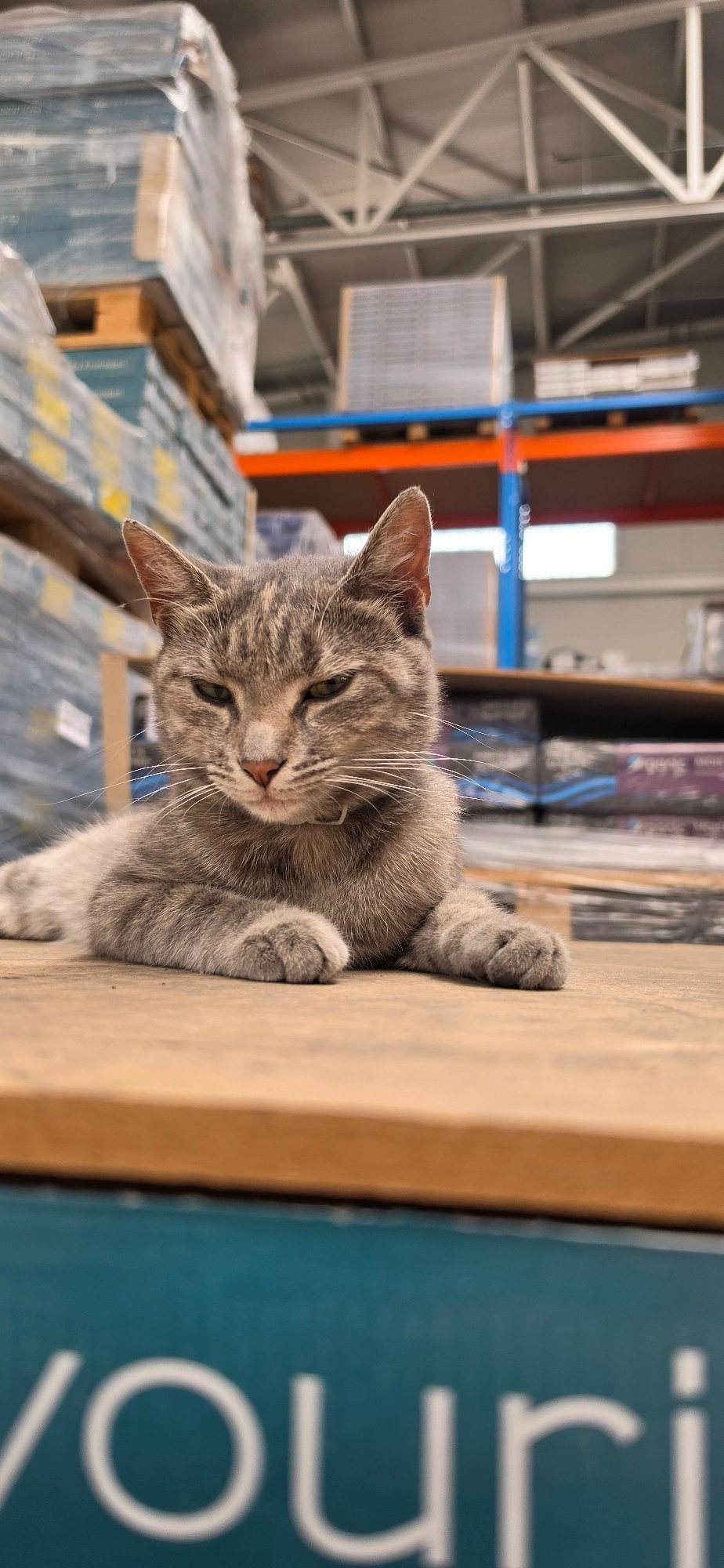 Grey tabby at rest on wood, half-lidded and unbothered