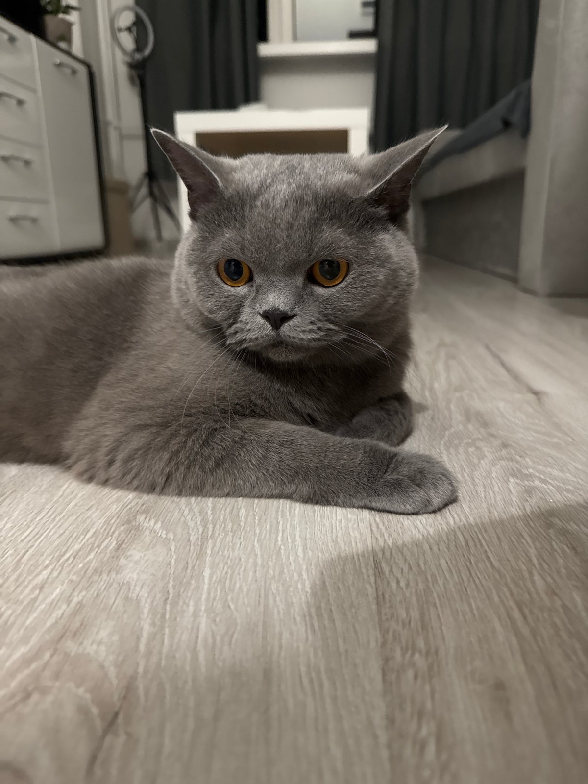 Grey British Shorthair chills on the floor at home
