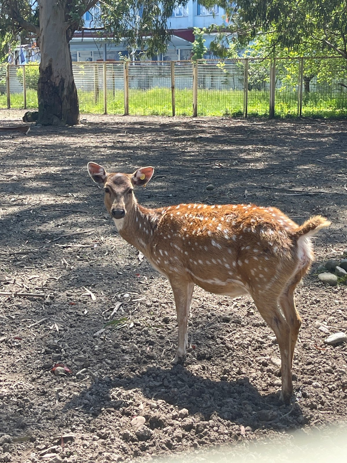 Family feeds spotted deer at Batumi enclosure