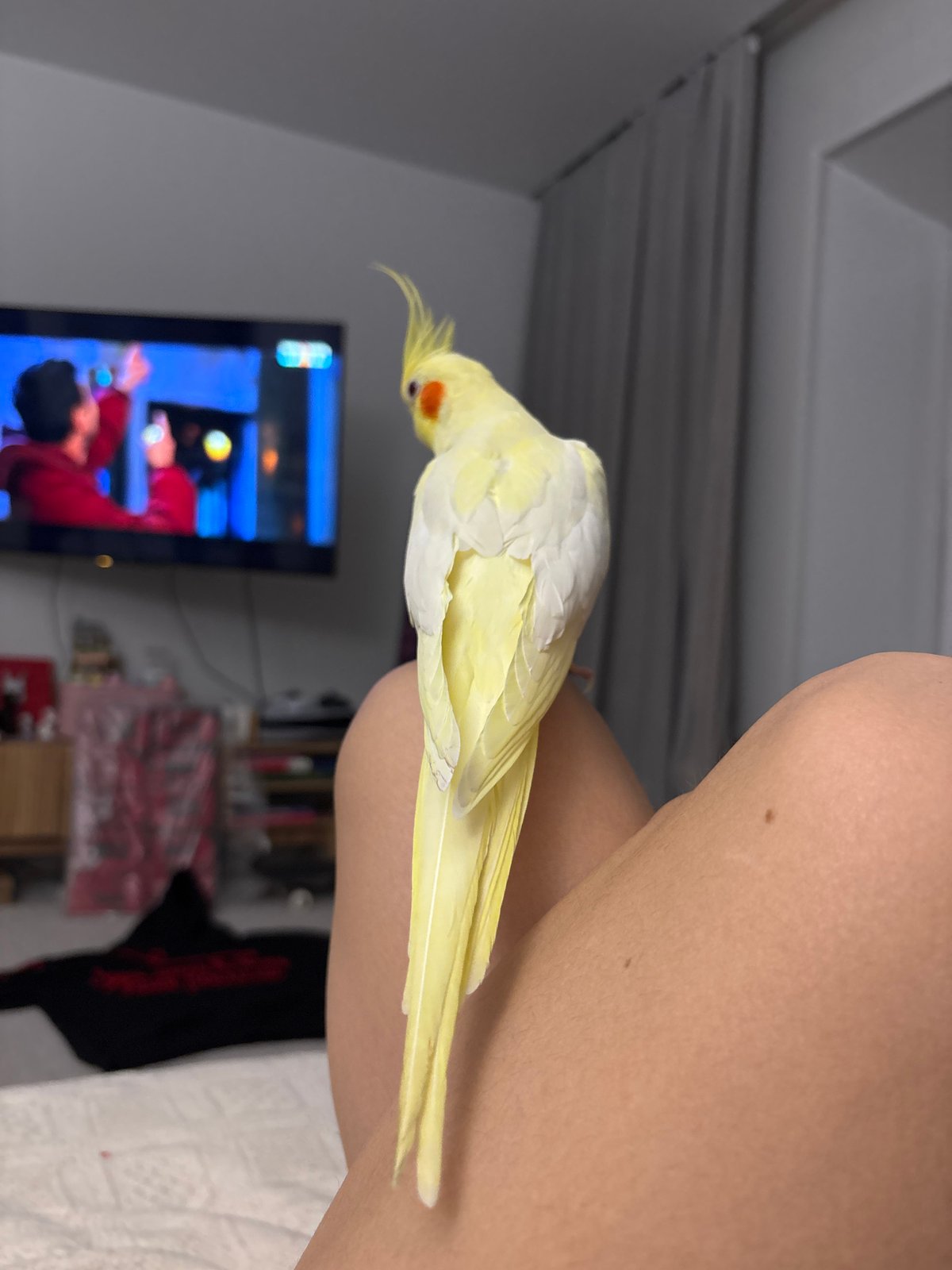 Pet cockatiel enjoys quiet moments with owner in Krasnoyarsk home